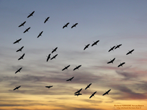 Grues cendrées